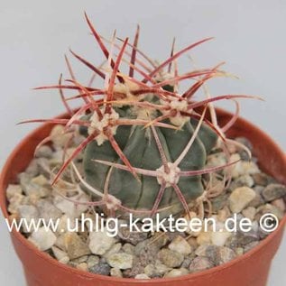 Echinocactus parryi