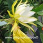 Epiphyllum-Hybr. Vista Sun