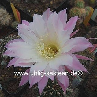 Echinopsis-Hybr. Lavendel