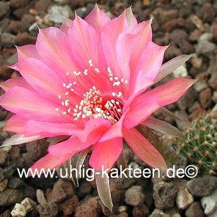 Echinopsis-Hybr. Materna  Rheingold 270