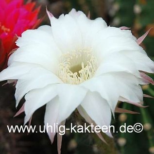 Echinopsis-Hybr. Pik As ?