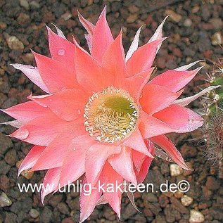 Echinopsis-Hybr. Roth 47