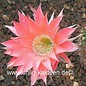 Echinopsis-Hybr. Roth 47