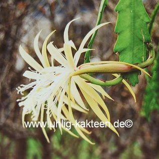 Epiphyllum-Hybr. Agathe Paetz