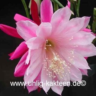 Epiphyllum-Hybr. Daisy Dean