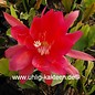 Epiphyllum-Hybr. Dr. Iversen