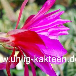 Epiphyllum-Hybr. Jolly Rogers