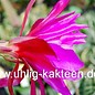 Epiphyllum-Hybr. Jolly Rogers