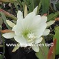 Epiphyllum-Hybr. Katydid