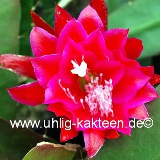 Epiphyllum-Hybr. Lacky Paetz