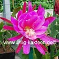 Epiphyllum-Hybr. Maienduft  PE 119