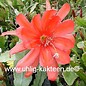 Epiphyllum-Hybr. Maienfreude