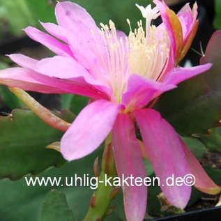 Epiphyllum-Hybr. School aire