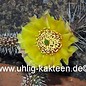 Opuntia hystricina cv. Franz Schenk      (dw)