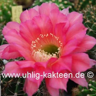 Echinopsis-Hybr. `Machu Pichu x Santa`