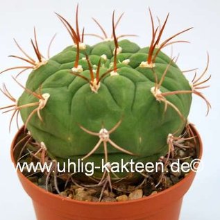 Gymnocalycium pflanzii  v. lagunillasense