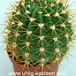 Echinopsis bruchii