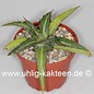 Agave univittata compacta