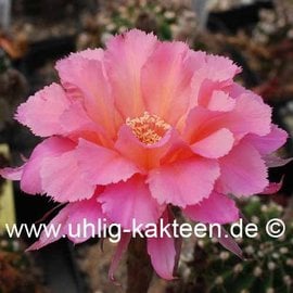 Echinopsis-Hybr. Sierra Skyline Schick Hybride