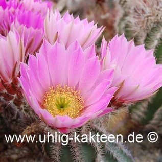 Echinocereus metornii        (Semillas)