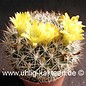 Weingartia lanata ssp. longigibba HS 042a (Seme)