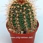 Echinopsis purpureopilosa x bruchii