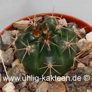 Gymnocalycium neuhuberi  GN 077 (Seeds)