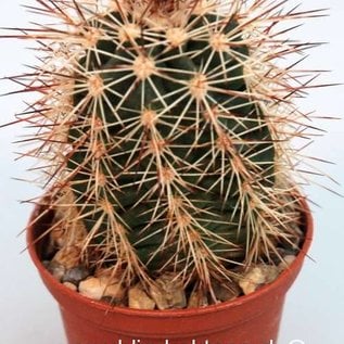 Echinocereus X roetteri  AG 12 P13 Jarilla, Mts