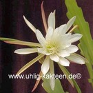 Epiphyllum-Hybr. Carol