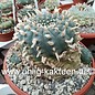 Lophophora williamsii XXL 1