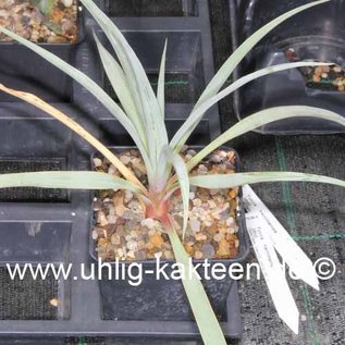 Yucca neomexicana JRT 251 / 18 / Cimmeron, Co (dw) Uhlig Kakteen