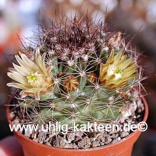 Mammillaria brandegeei