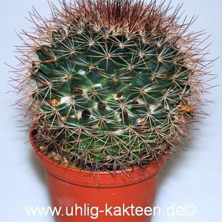 Mammillaria brandegeei