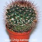 Mammillaria brandegeei