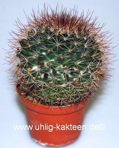 Mammillaria brandegeei Uhlig Kakteen Über 5000 verschiedene Arten