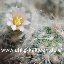 Mammillaria glassii  ML 461 Straße nach Dulces Nombres, über Santa Engarcia, Tamaulipas, Mexiko, 1500 - 1800 m