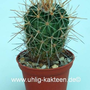 Stenocactus dealbatus n.n.