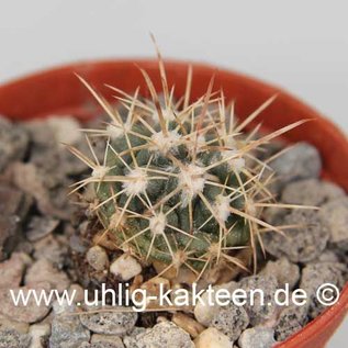 Ferocactus fordii  v. borealis      (Graines)