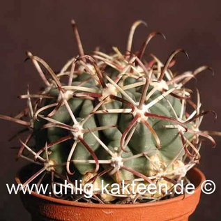 Glandulicactus mathsonii        (Seme)