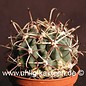 Glandulicactus mathsonii        (Seme)