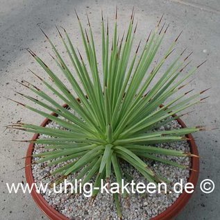 Agave striata Nana  (Seeds)