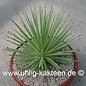 Agave striata Nana  (Graines)