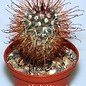 Mammillaria moelleriana v. cowperae  Dornen und Blüte rot