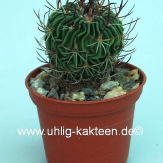 Stenocactus obvallatus  `anfractuosus pentacanthus` Cardonal