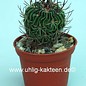 Stenocactus obvallatus  `anfractuosus pentacanthus` Cardonal