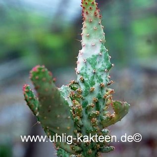 Opuntia vulgaris f. variegata