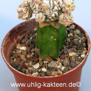 Astrophytum myriostigma cv. Fukuryu Dinosaur   gepfr.