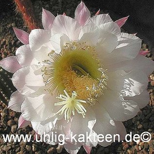 Echinopsis-Hybr. Gräser