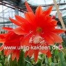 Epiphyllum-Hybr. Gloriosum