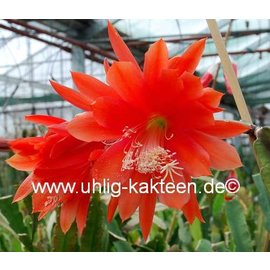 Epiphyllum-Hybr. Gloriosum